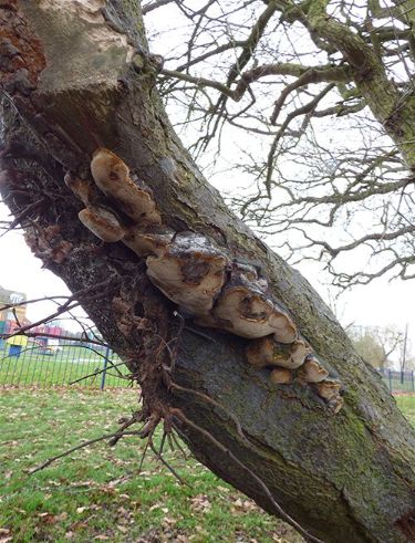 Mature brackets on the underside of a blackthorn stem in Wickford, Essex.